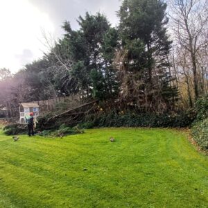 Om gevallen boom onderhoud Hoveniersbedrijf